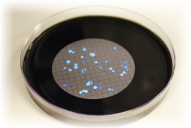 Legionella Analysis Pool, Spa & Hydropool (Lab Test)